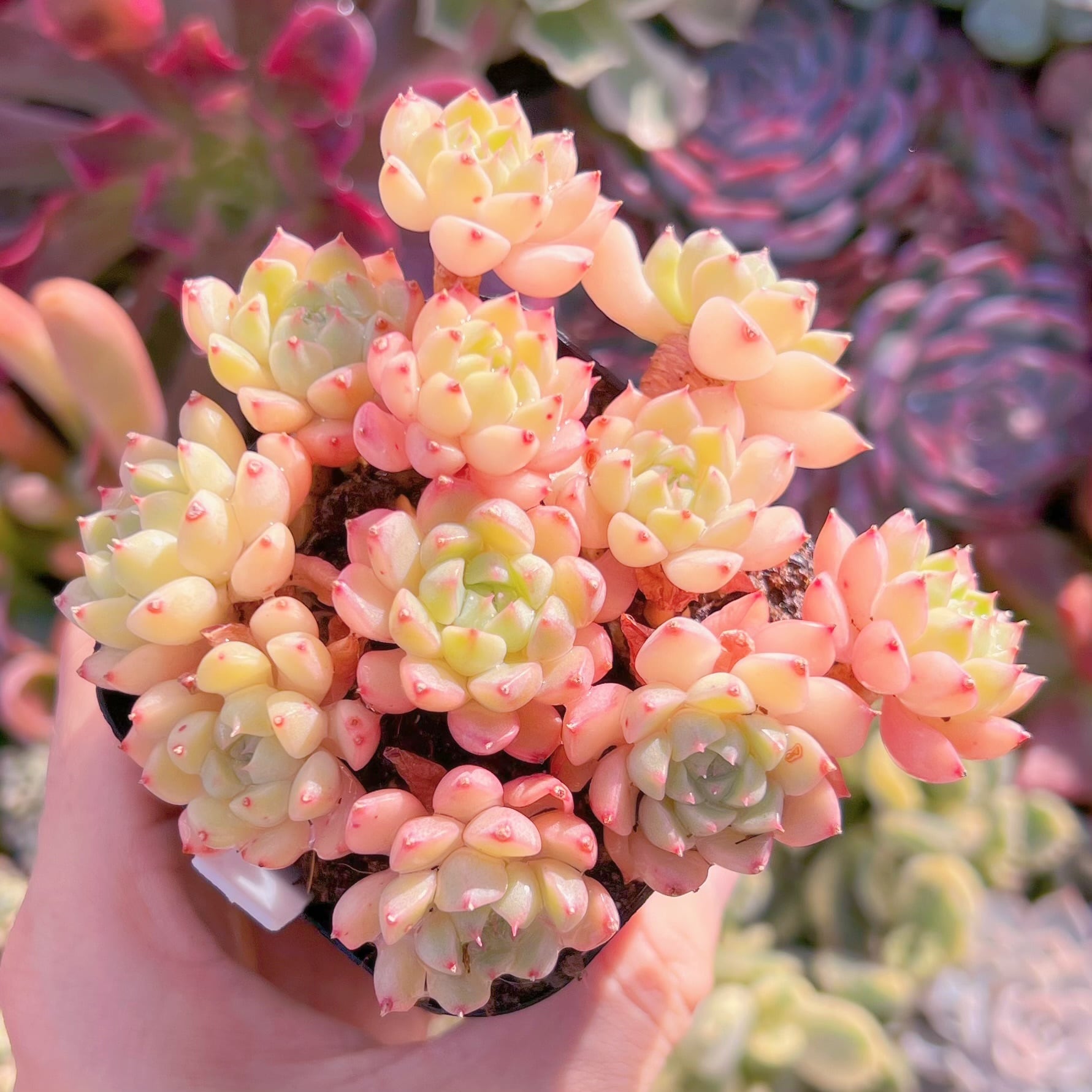 現品　マチカ#1177   るる農園