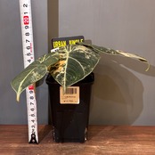 【新着3日限定10%OFF】【UJ】アロカシア　ブラックベルベット　斑入り【549】