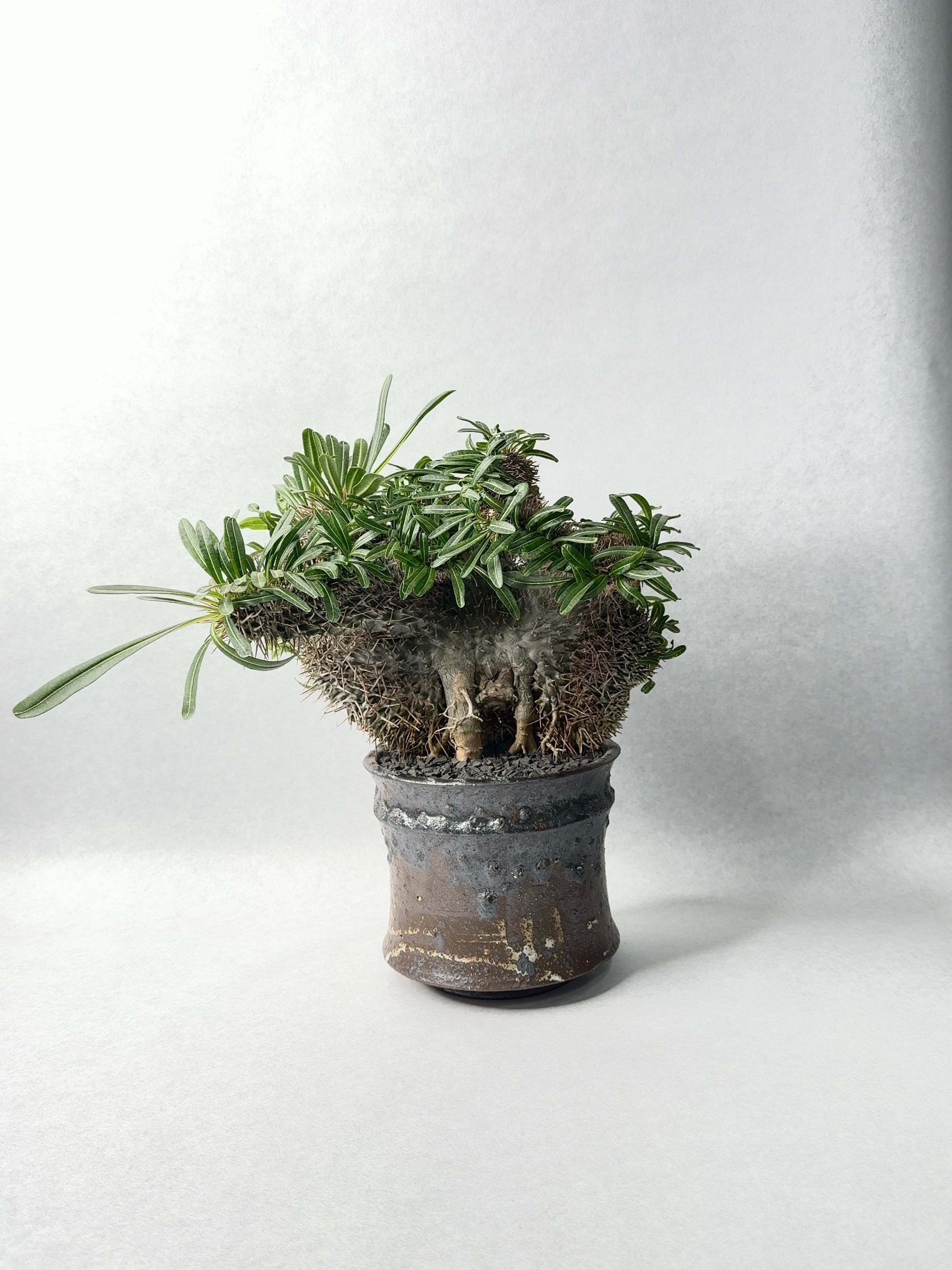 【発根剤/鉢込/送料無料】トゲ無 綴化 パキポディウム ラメリー 発根剤/鉢込/送料無料】トゲ無 綴化 パキポディウム ラメリー