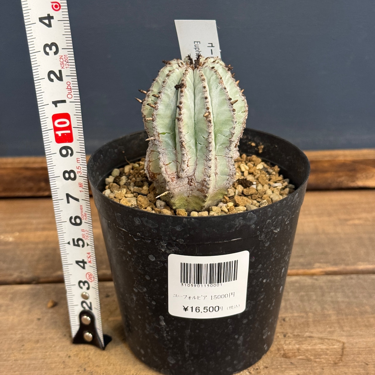 ユーフォルビア 白衣ホリダ【695】