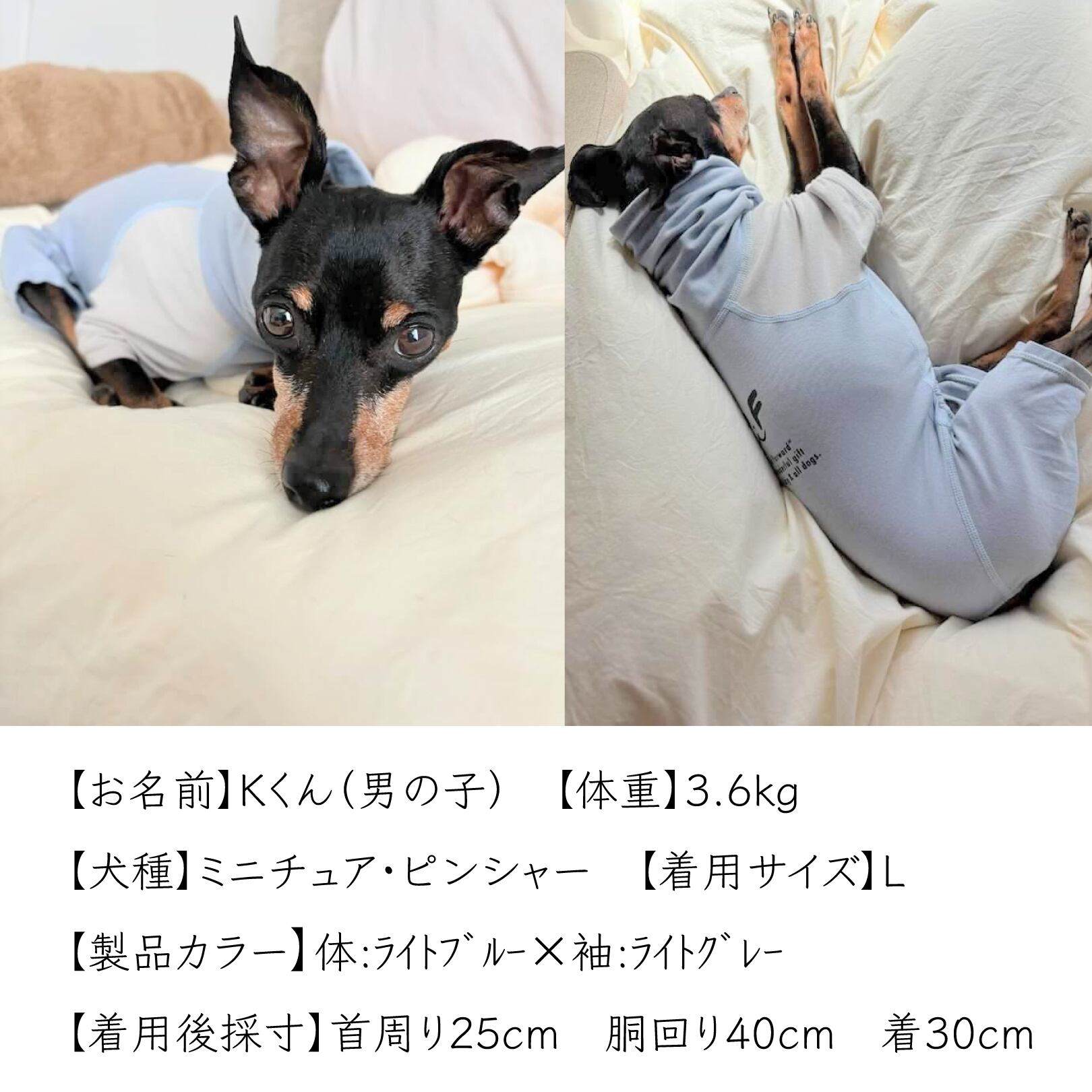ミニチュア・ピンシャー用｜オーガニックコットン＆抗菌消臭効果生地