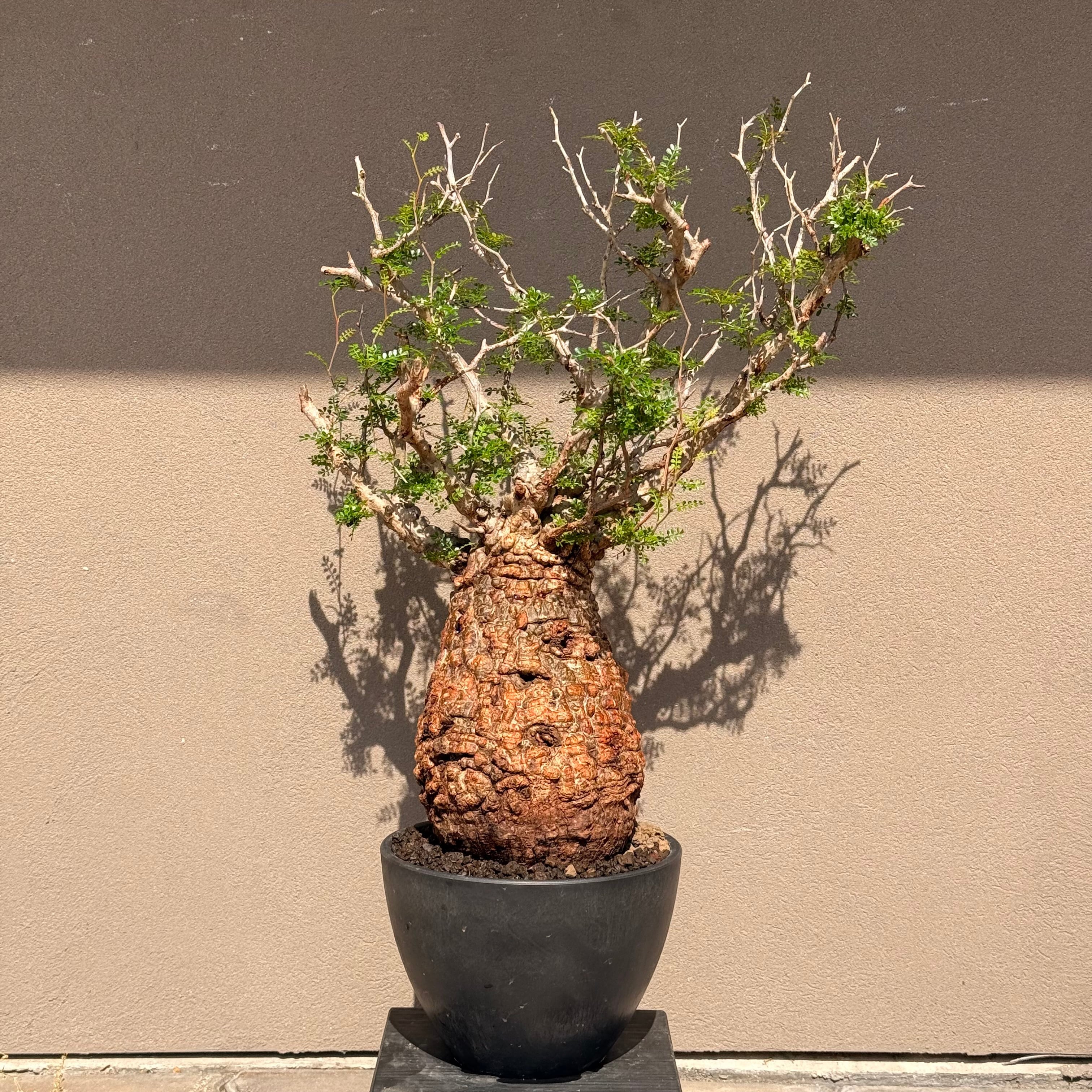 植物 | A-PLANTS
