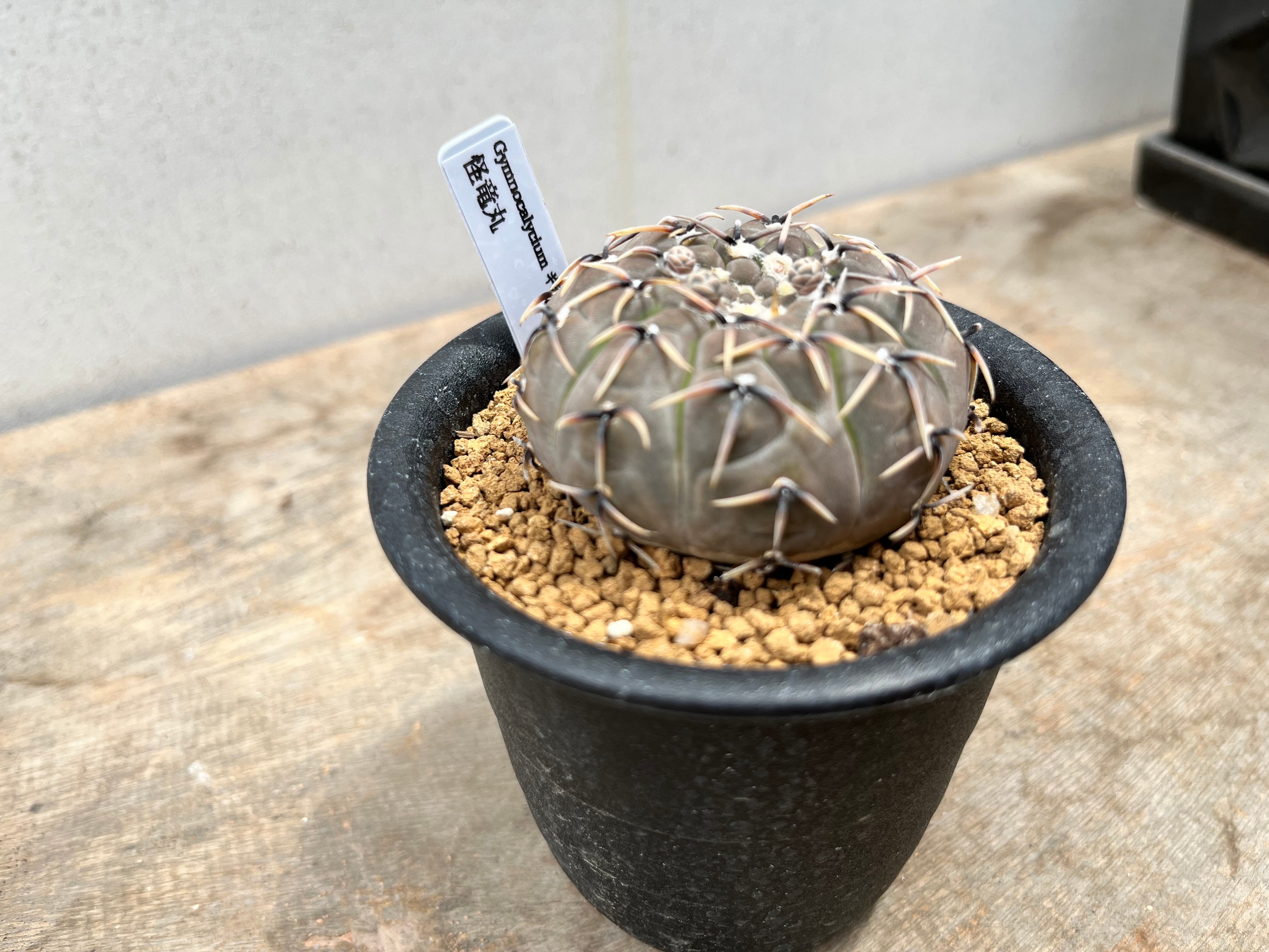 Gymnocalycium bodenbenderianum　ギムノカリキュウム　怪竜丸　サボテン | plants MARU ー  多肉植物・サボテン・園芸グッズのお店 ー powered by BASE