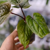 アンスリウム シリ / Anthurium Siri(A.radicans×A.dressieri)