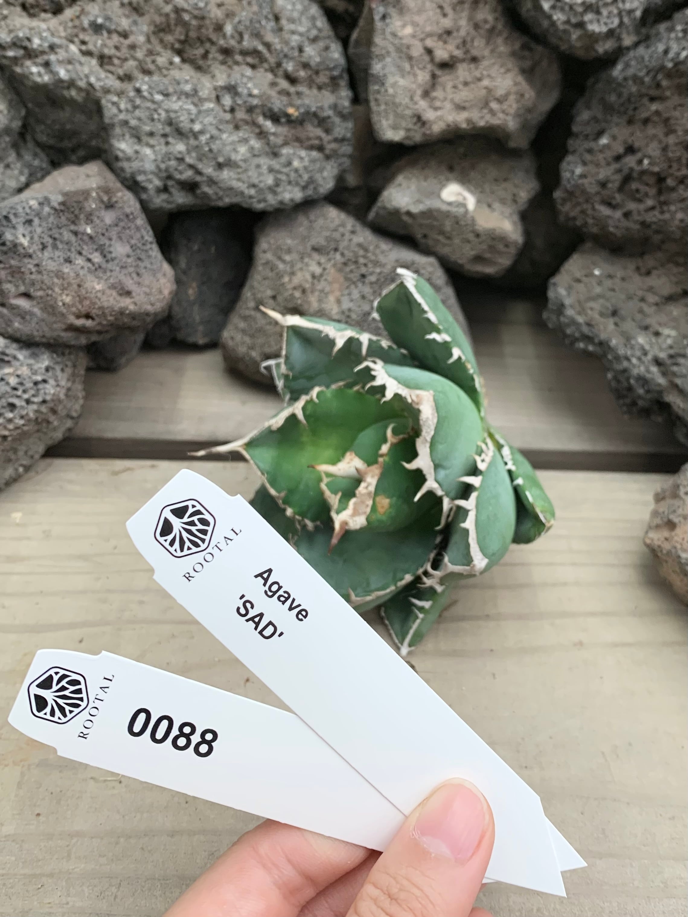 ★0088 アガベ SAD (ベアルート)