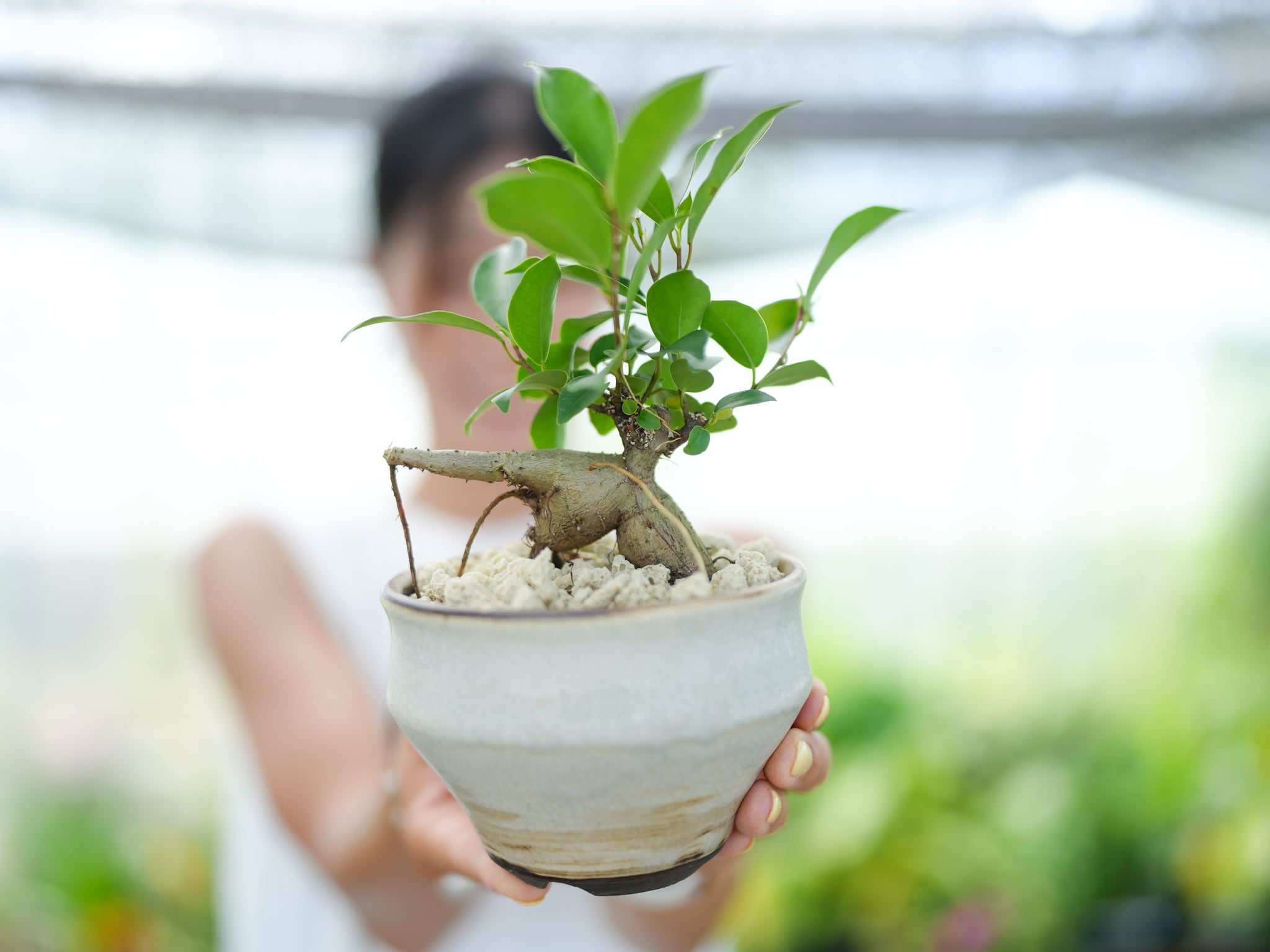 沖縄の地でのびのび育った】ガジュマル NO.3 | くるみどり