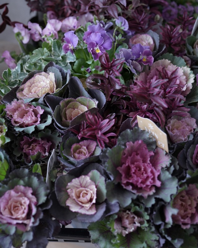 【花苗セット】 アンティーク色ハボタンリース40cm用　ラベンダービオラ＋えんじ色リーフ