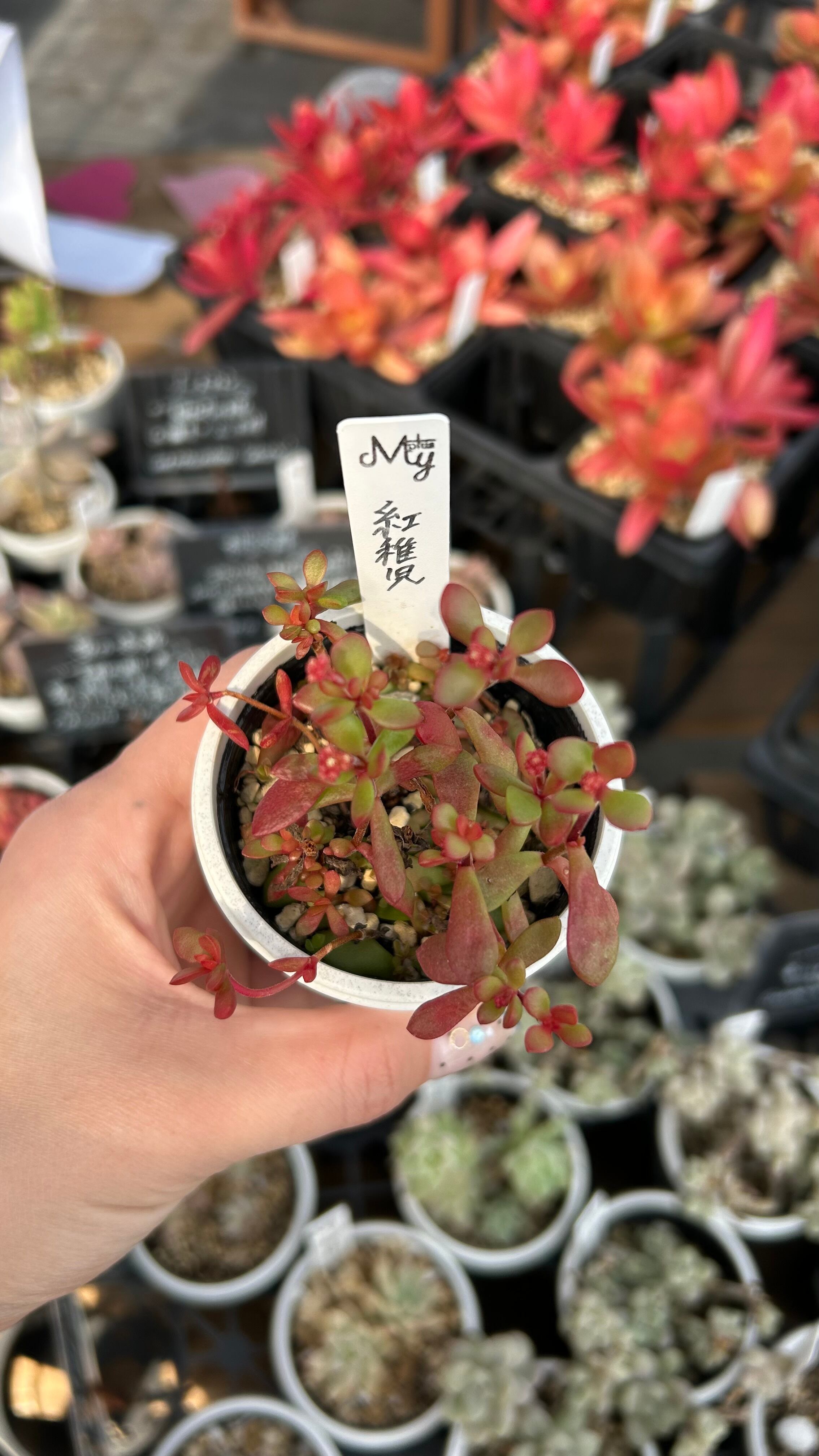 紅稚児 多肉植物 クラッスラ 安心の生産ポットそのまま販売（8個選ん