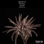 【送料無料】Dyckia 'Jaws'〔ディッキア〕現品発送D493-1