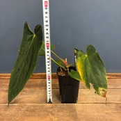 【UJ】アンスリウム パピリラミナム フォートシャーマン セルフ【926】