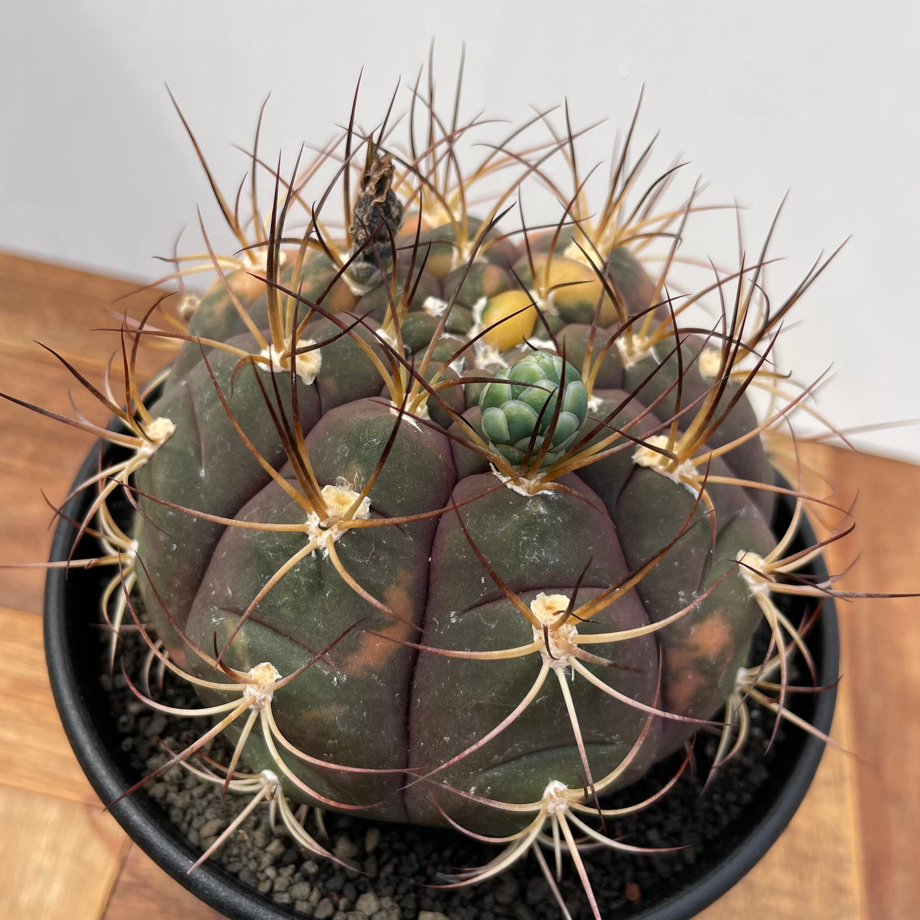 Gymnocalycium pflanzii v. albipulpa【ギムノカリキウム・尾形丸錦
