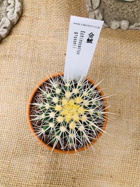 金鯱 キンシャチ ○ サボテンの王様！鉢底からの高さ約12