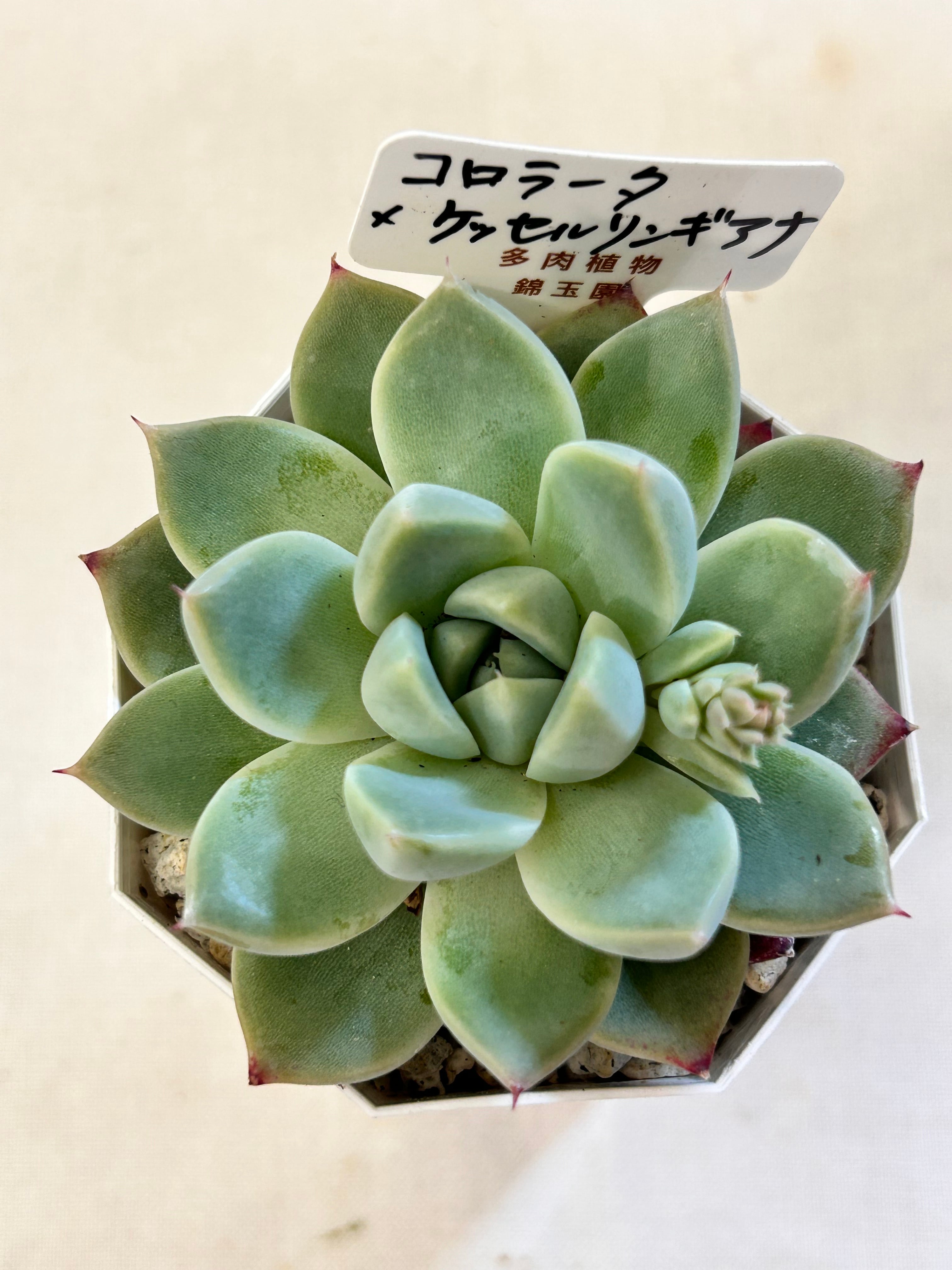 錦玉園 ザラゴーサ×月影 2.5寸 | GREEN JAM foliageplant