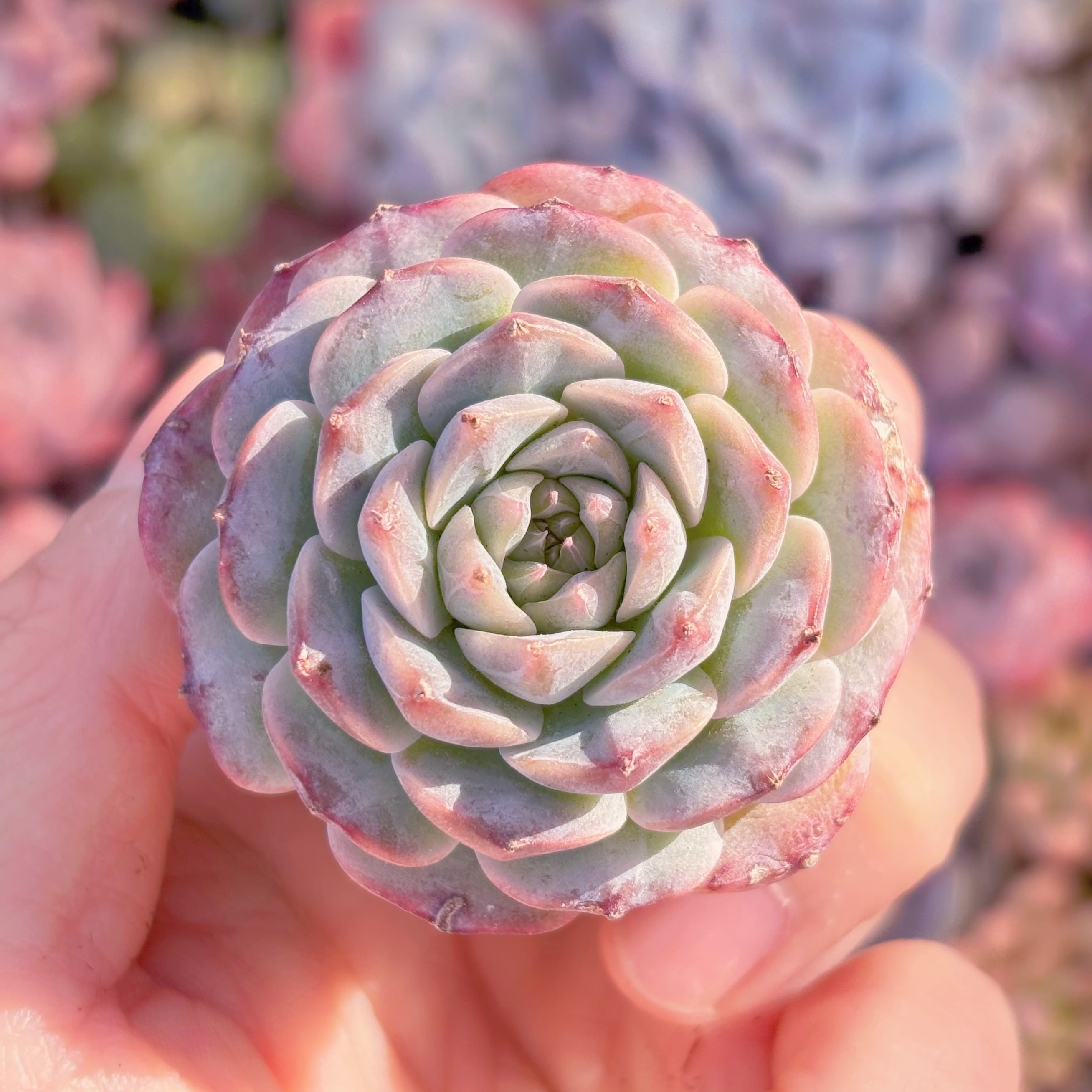 多肉植物　紫石榴　新入荷　るる農園