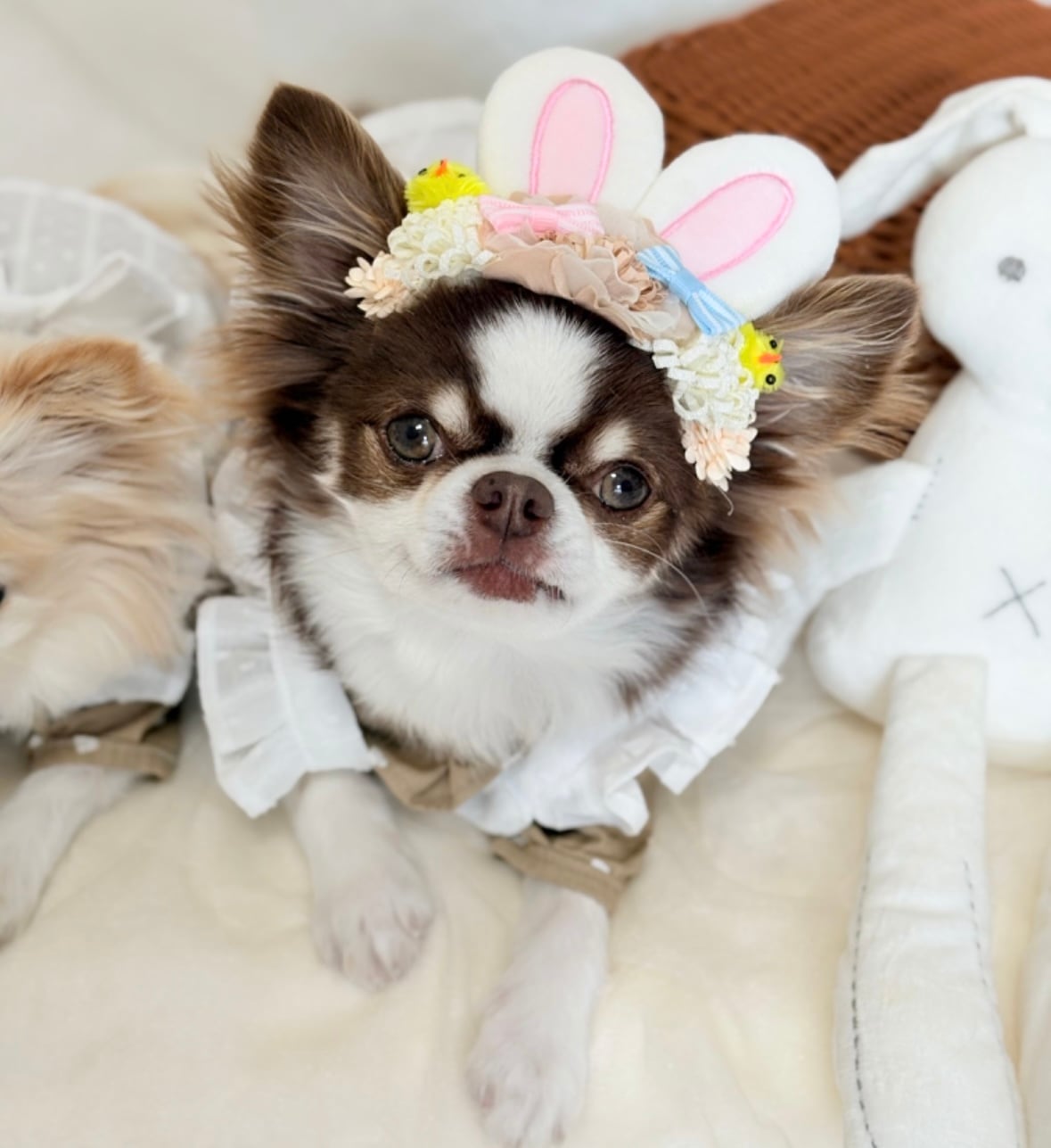 うさぴよイースターヘアバンド