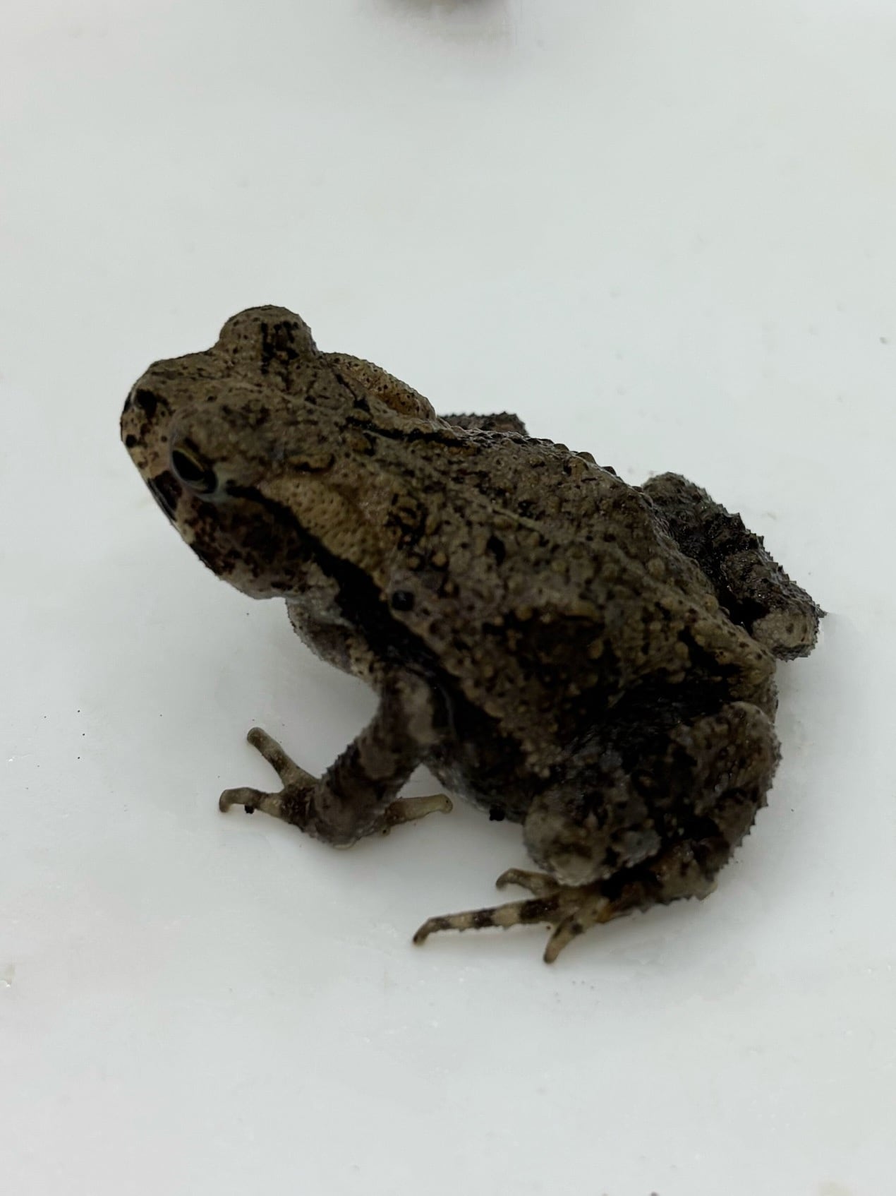 アジアンフォレストスコーピオン ベビー10匹 １円スタート □チャグロサソリ（アジアンフォレストスコーピオン） 3匹セット