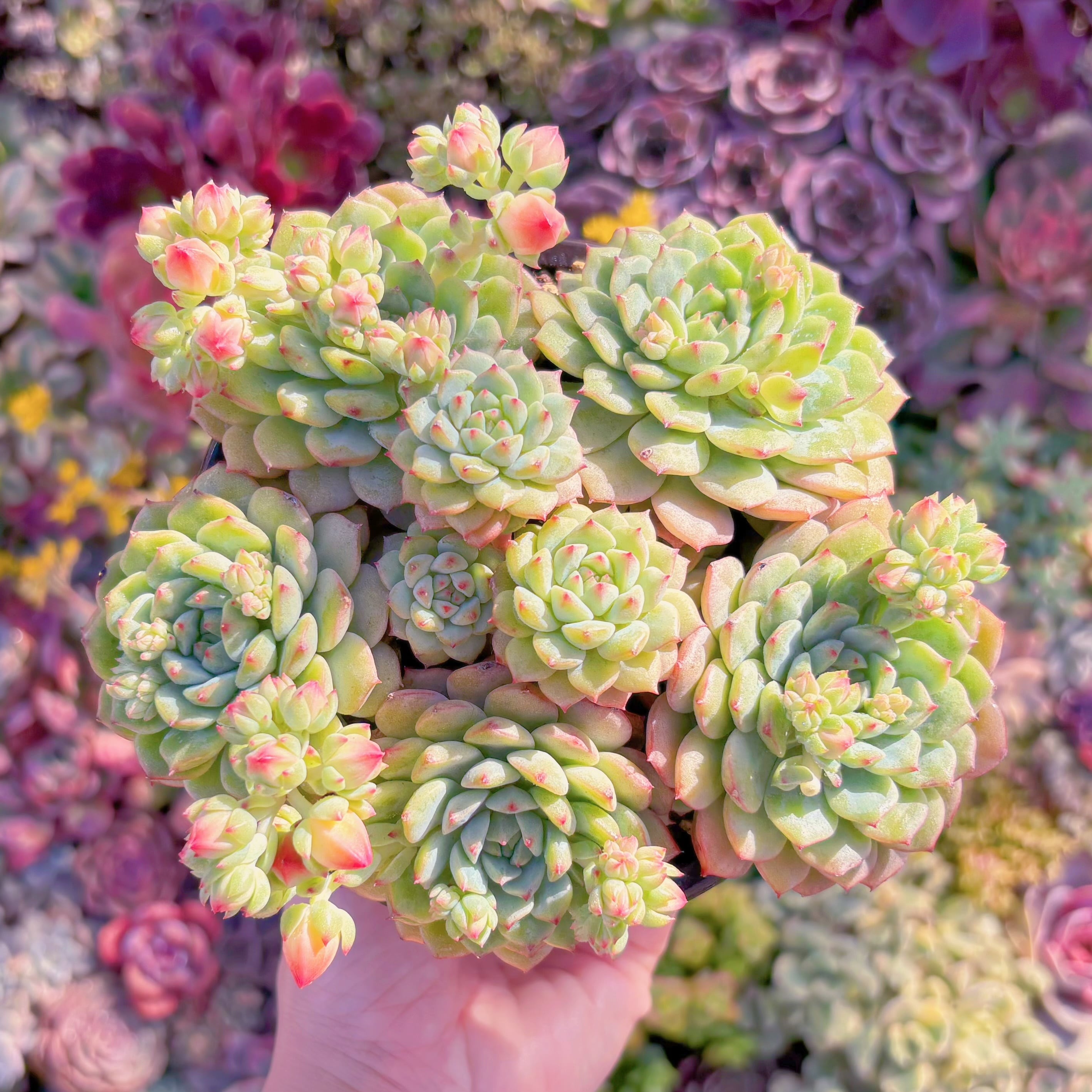多肉植物　パンダフェス　大群生　新入荷　るる農園