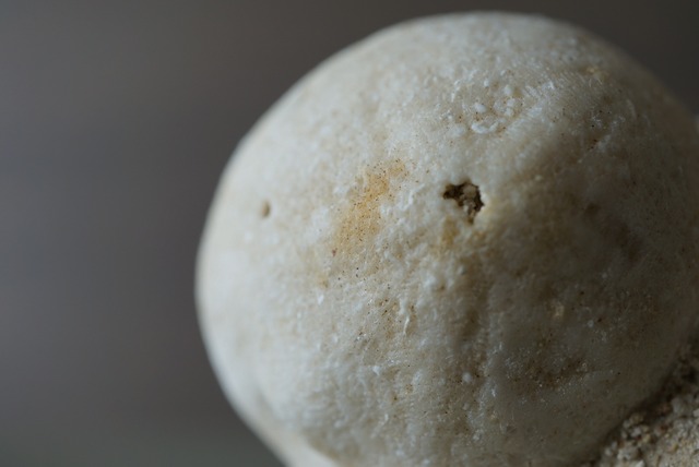 ウニ化石　母岩付き　Rhyncholampas trojanus