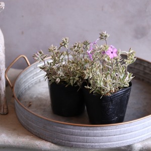 宿根フロックス プロクンベンス バリエガータ　寄せ植えにオススメ　ピンクのお花　庭、花壇にオススメ　丈夫　初心者にオススメ　