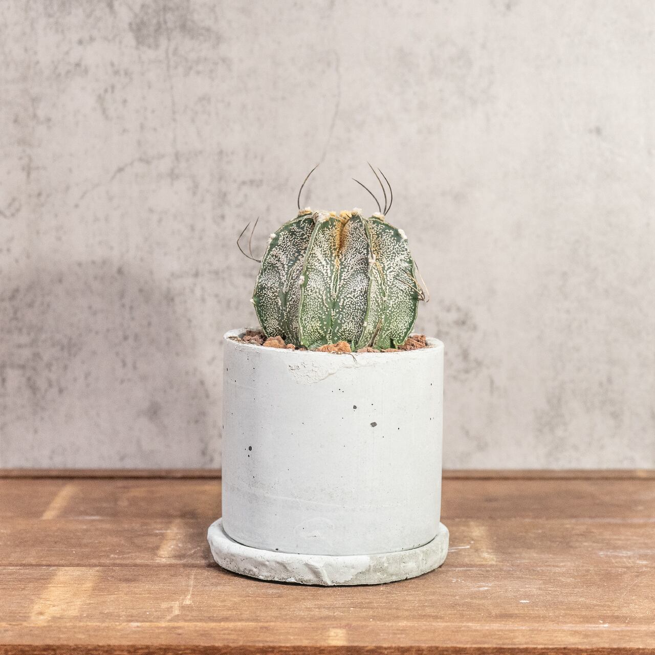 アストロフィツム・カプリコーン｜山羊の角のような湾曲した長い棘が美しい【手作りモルタル鉢仕立て】