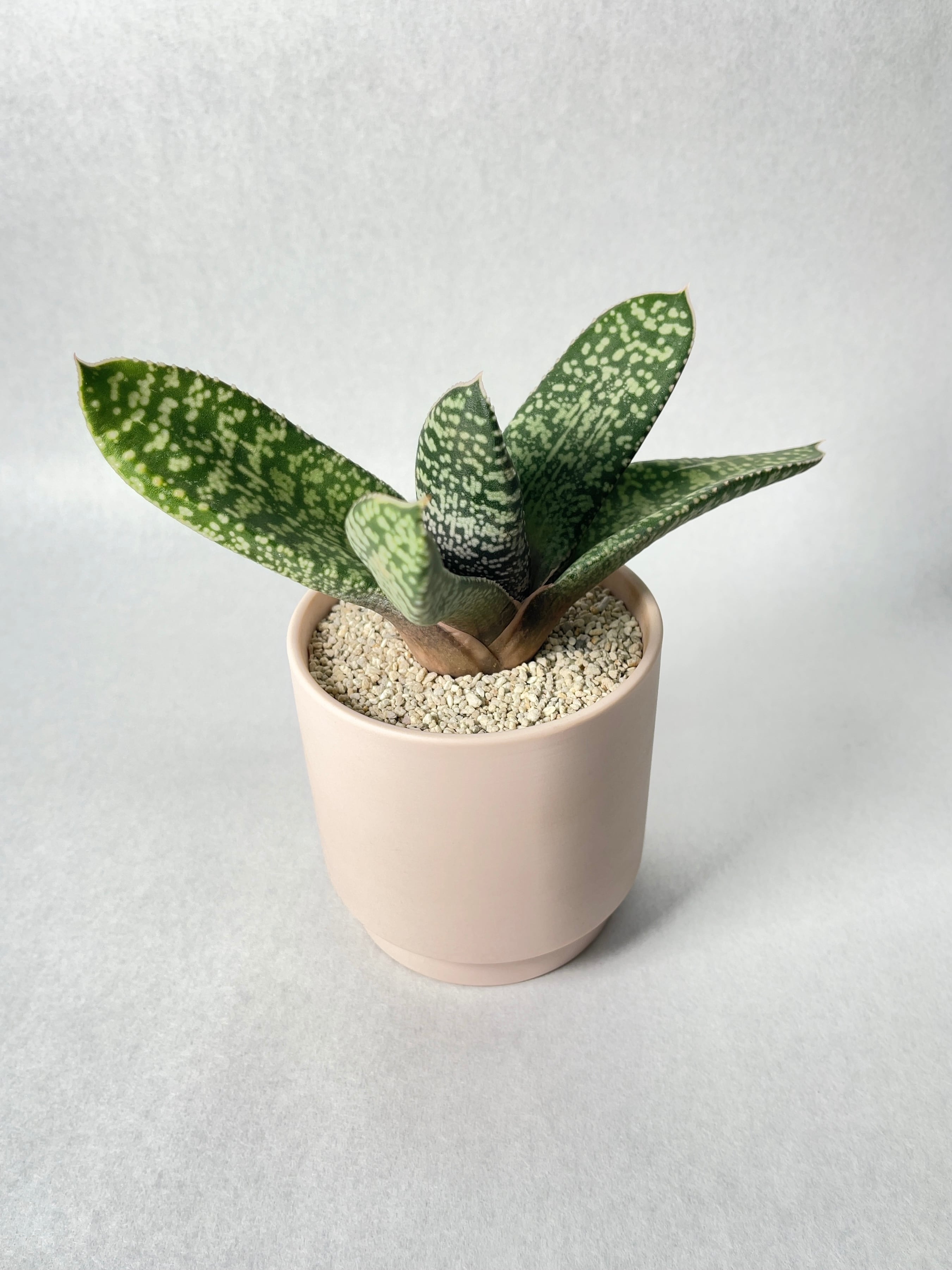 ガステリア・エクセルサhyb. | trigger