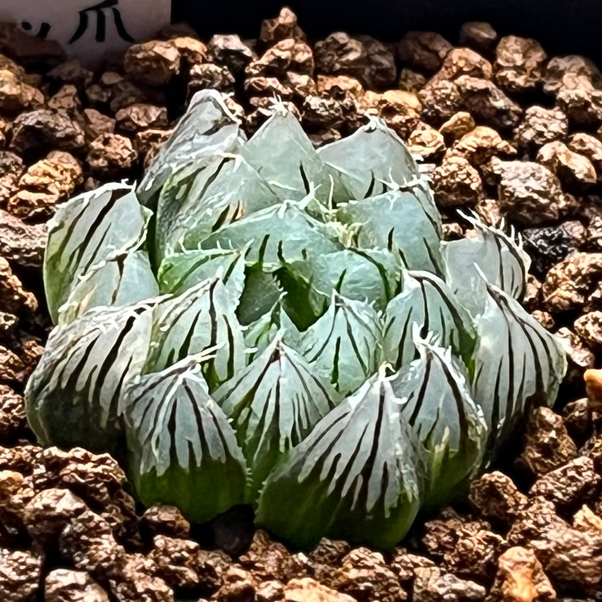 ハオルチア 竜爪 オブツーサ | mocono_plants