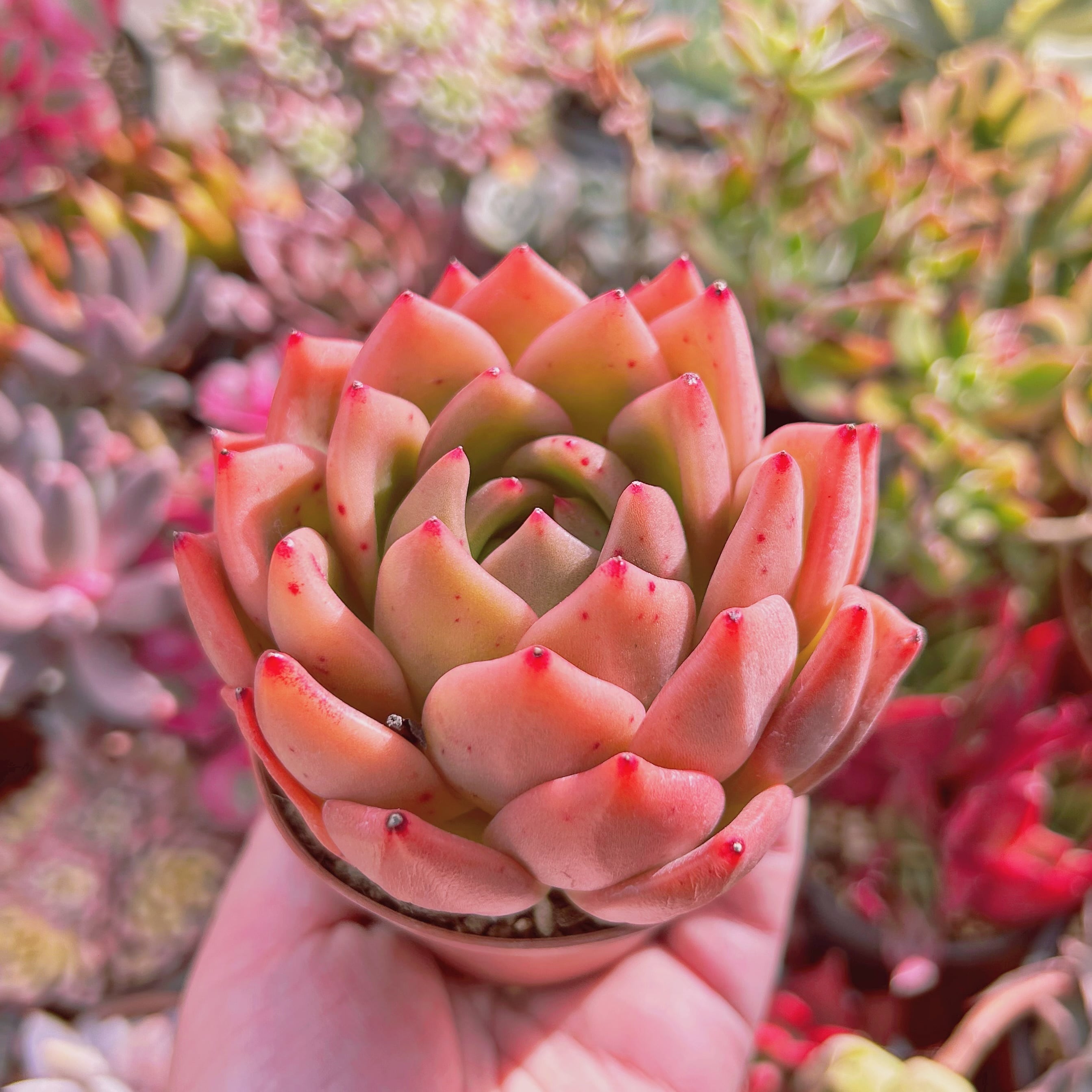 【34.ピンクシャネル＊多肉植物販売会】 adcb96cc0bf800bd9879099f101628