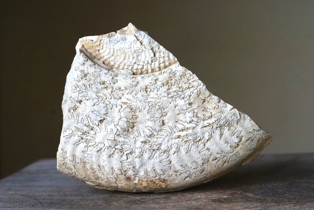 イギリス産アンモナイト化石　 Ammonite Fossil