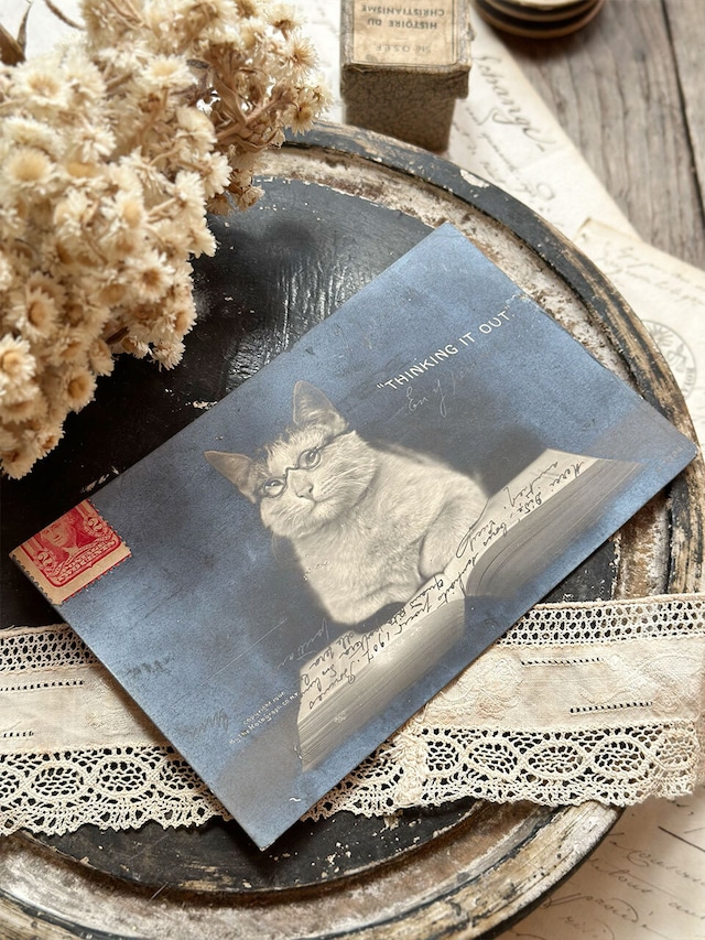 猫のポストカード [E]