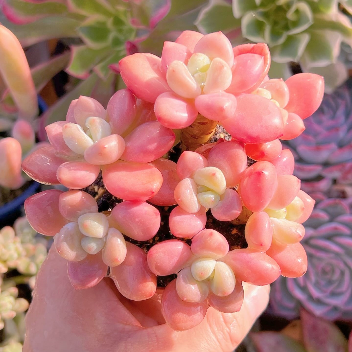 現品　マカロン#071　群生　るる農園