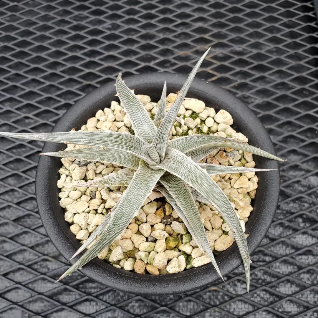 F00384_Aloe Hybrid（TCT）：アロエ・ハイブリッド（子株） | レア