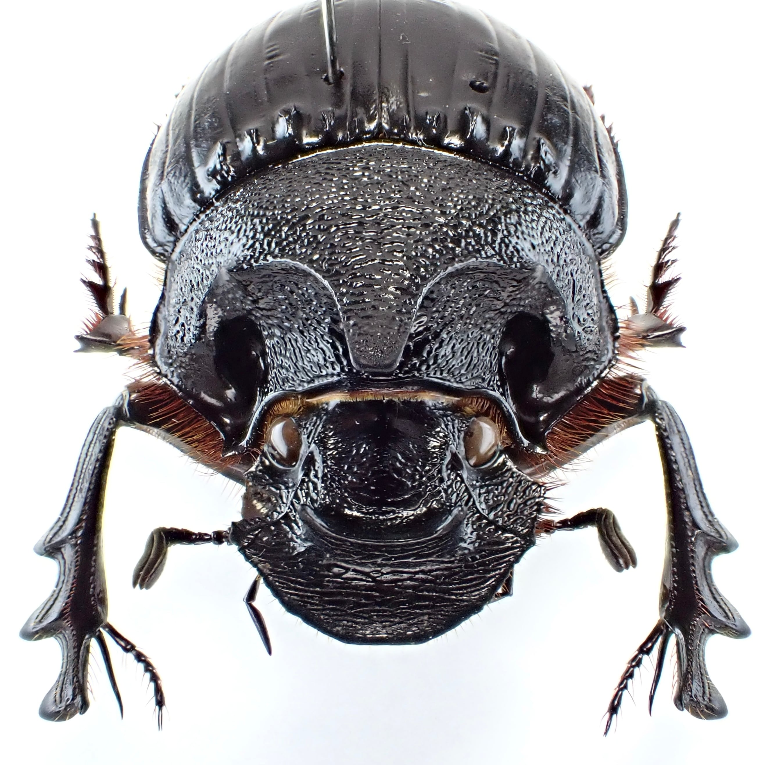 タンザニア産 Heliocopris hamifer ♂ 34mm | 昆虫標本 Diggers