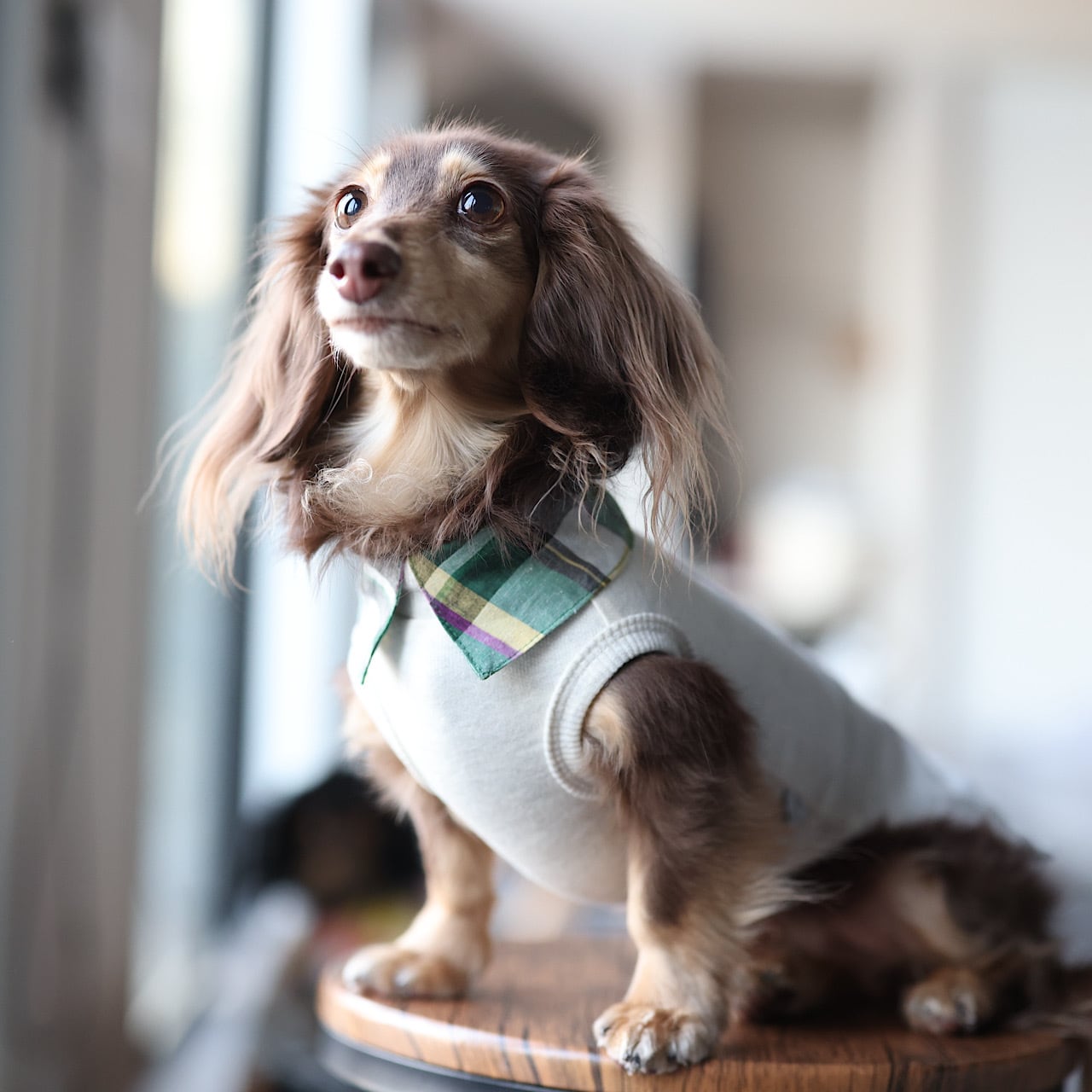 袖なし | カニンヘンダックスとミニチュアダックス専門のお洋服web