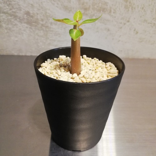 【ドワーフ】アデニウム・アラビカム鉢・鉢皿セット④