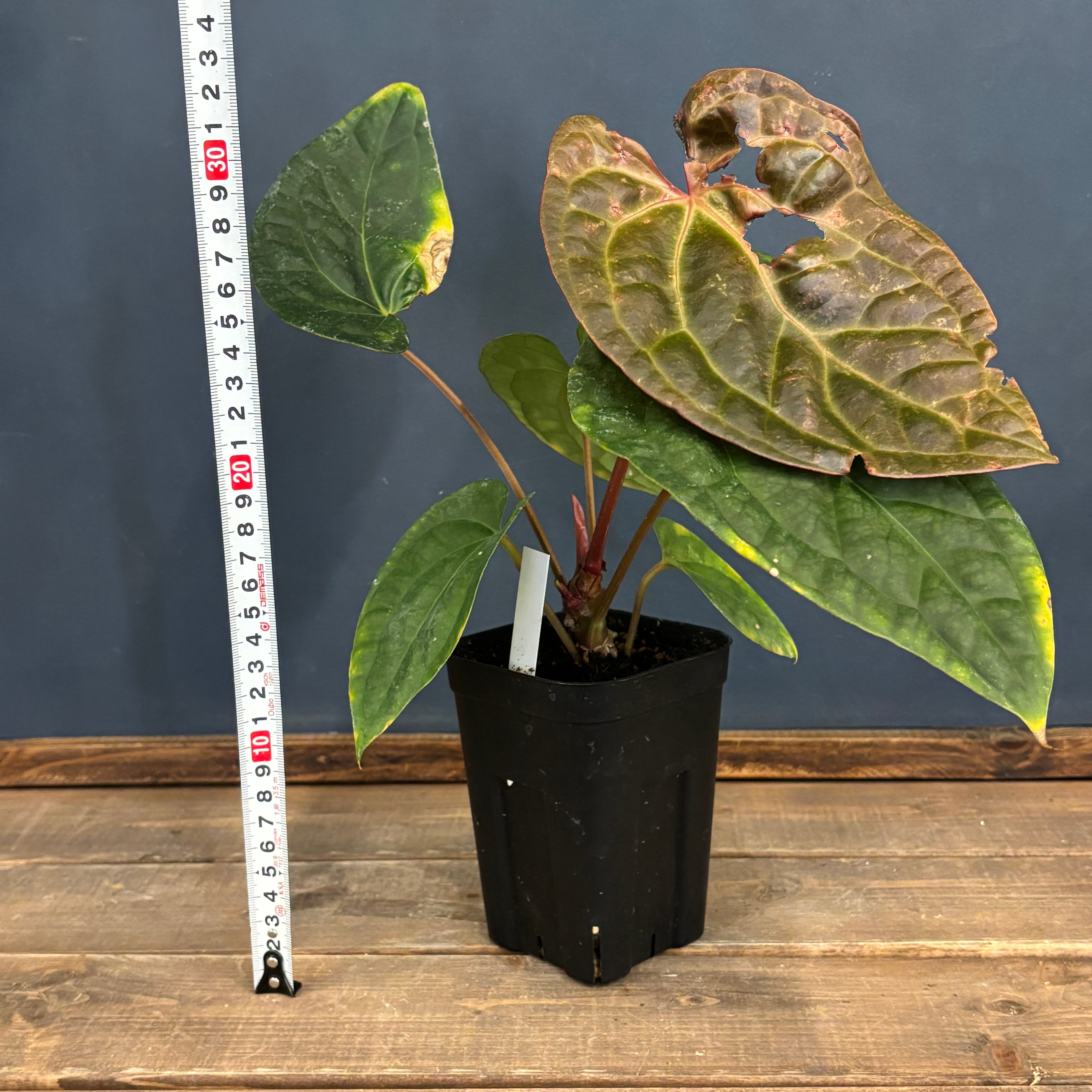 クリアランス】アンスリウム luxurians(red) × sp. aff. besseae【184