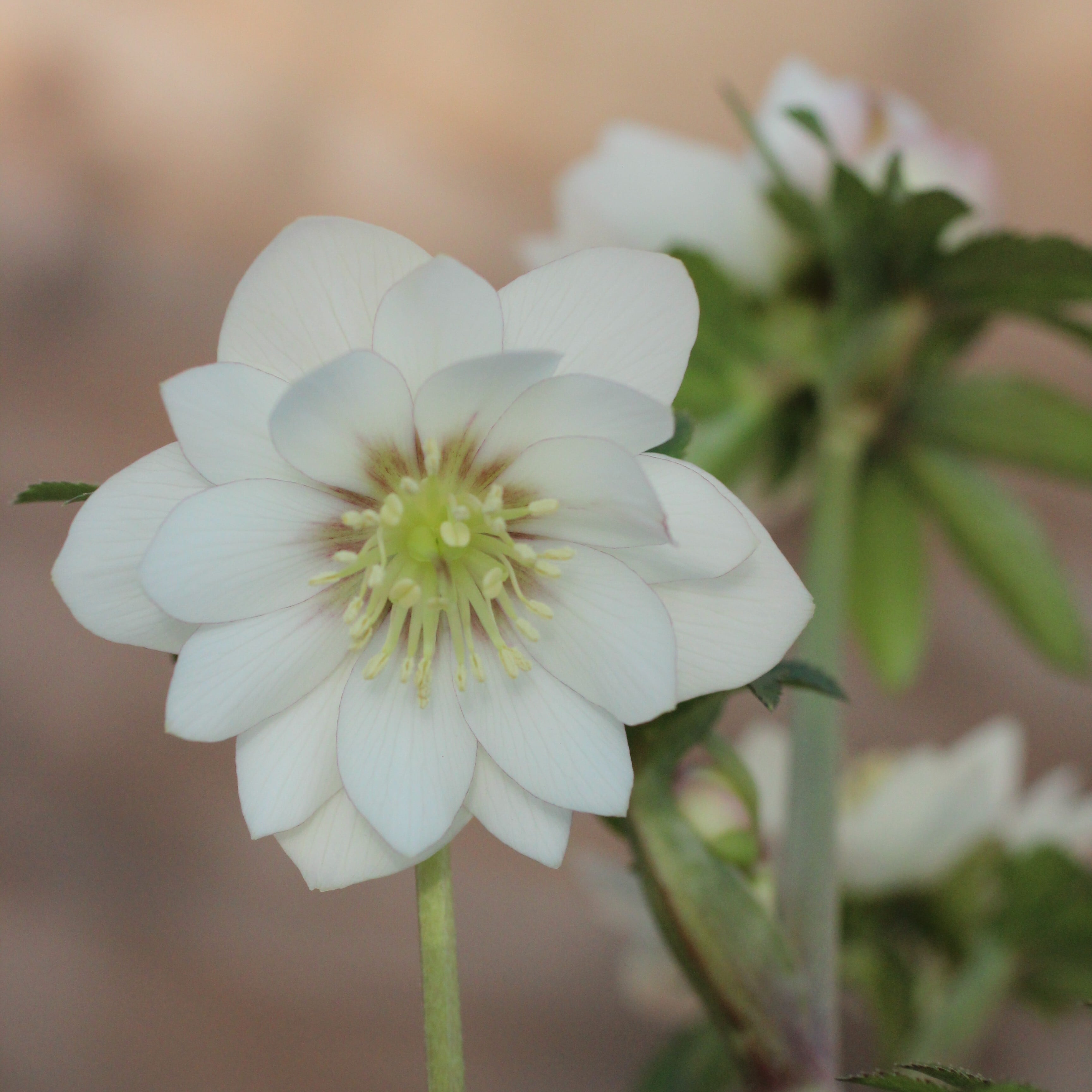 WS26-064 クリスマスローズ ウィンターシンフォニー 静ダブル