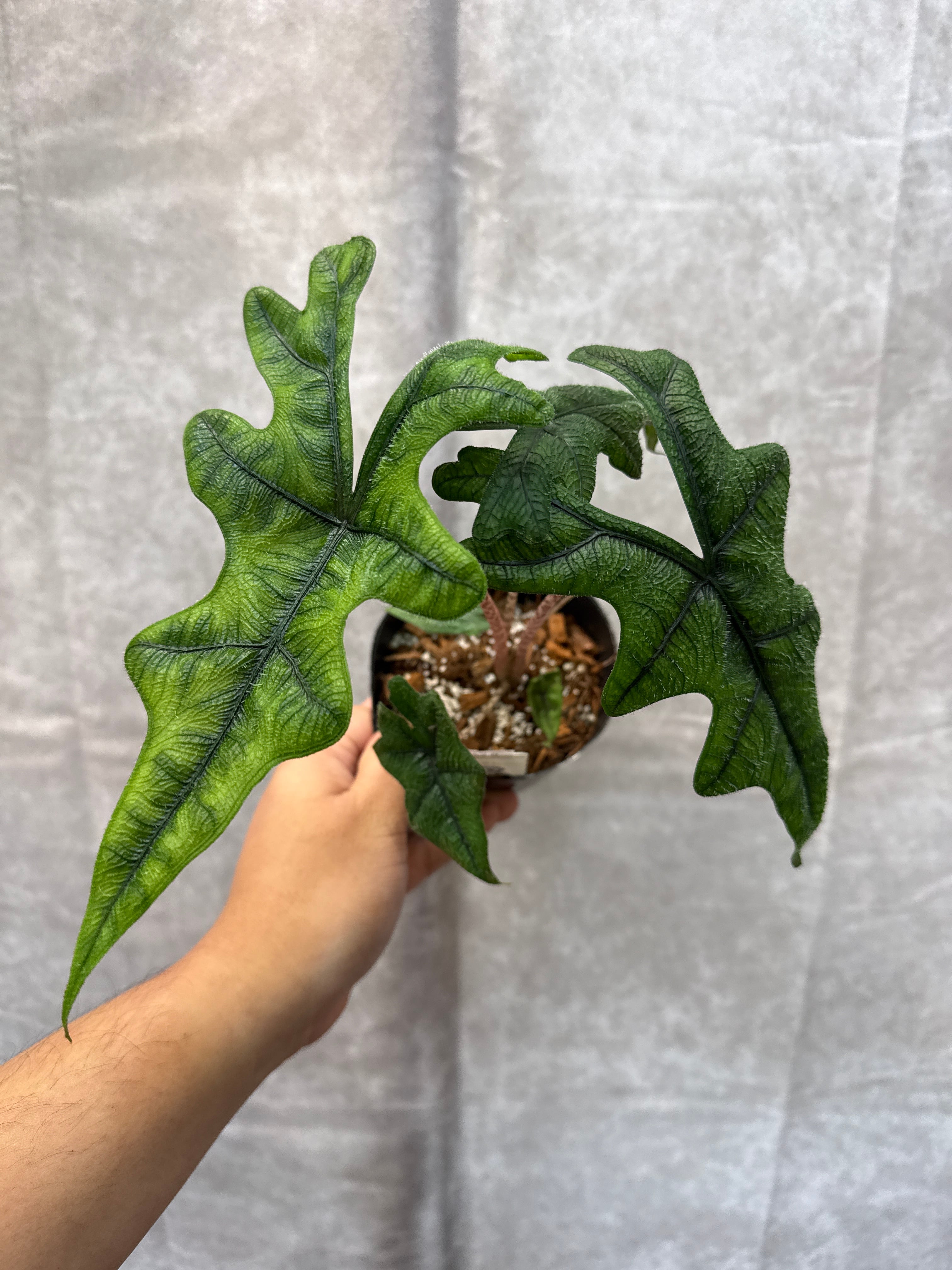 アロカシア ジャックリン | Gardenえん 【観葉熱帯植物】