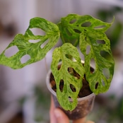 Monstera adansonii Mottled / モンステラ アダンソニー ミント㉚ / 観葉植物