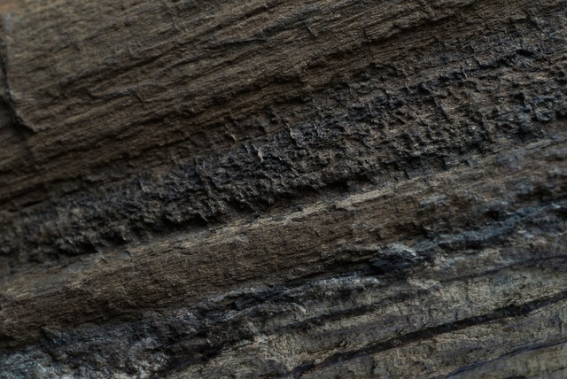 チェコ産珪化木 Dadoxylon sp. 1772