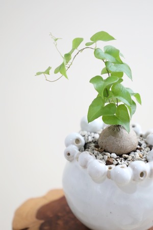 【作家鉢】【S】亀甲竜/Dioscorea elephantipes