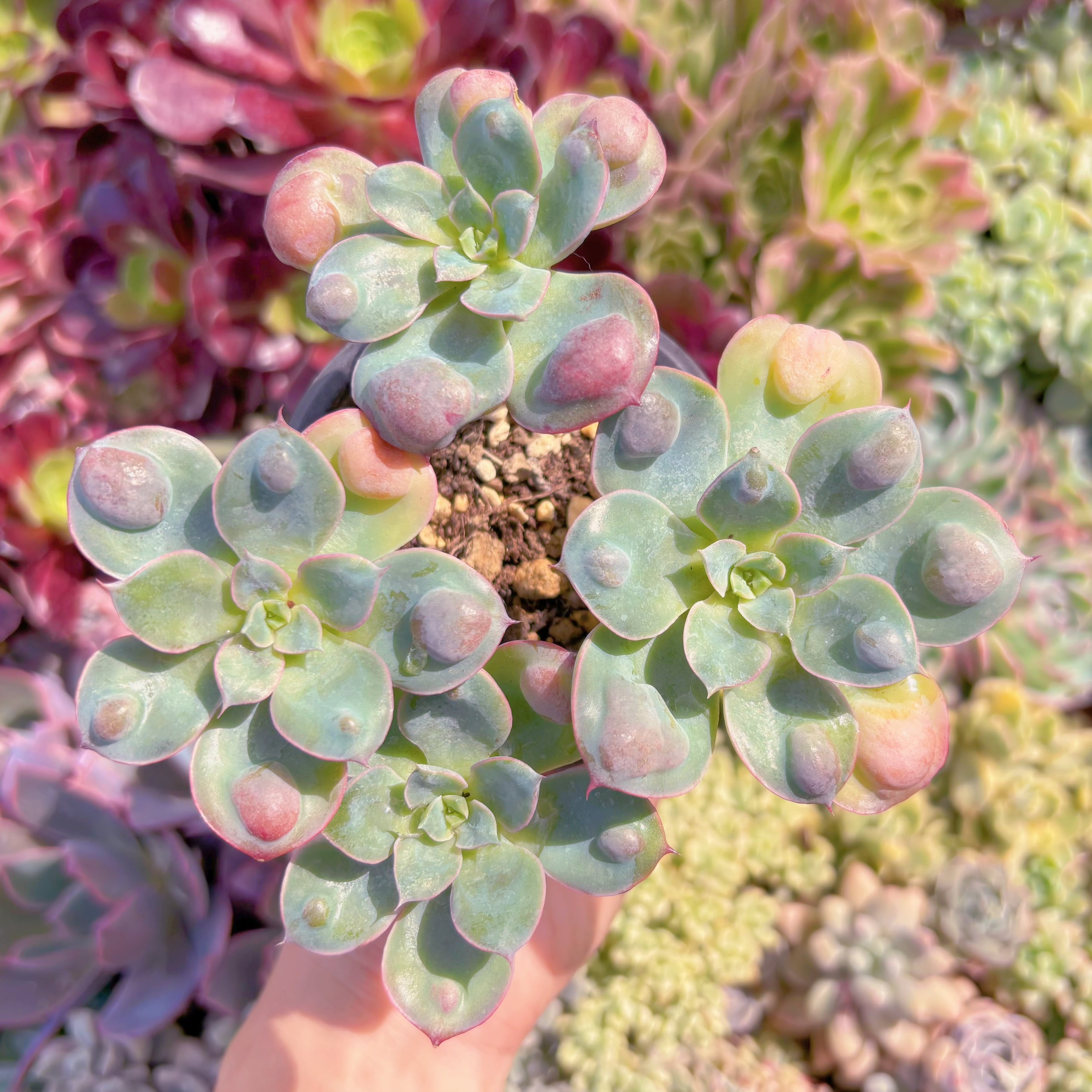 現品　ビヨンセ#060　大群生　るる農園