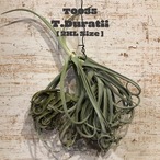 【送料無料】ドゥラティXXL〔エアプランツ〕現品発送T0035