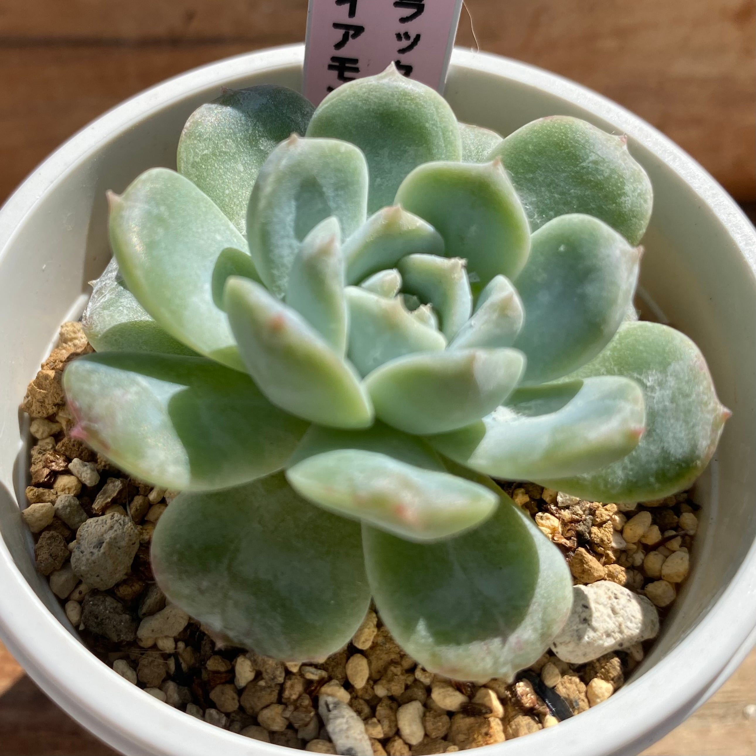 ハオルチア オブツーサ錦 緋桃 | mocono_plants