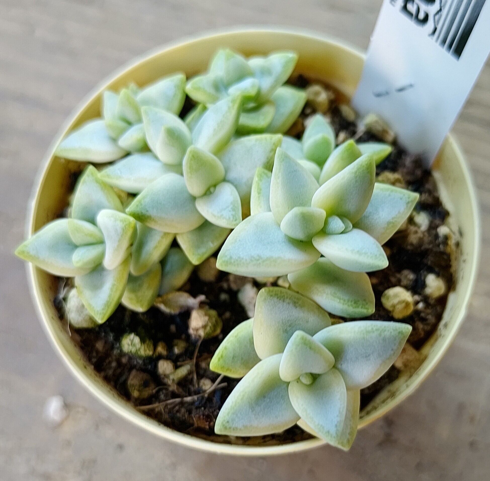 お纏め多肉植物❁︎フローレンス錦未発根