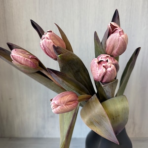 【今週のチューリップ　即出荷】　染めチューリップ(八重咲き) 　特別な新色　ブラウニー　5本