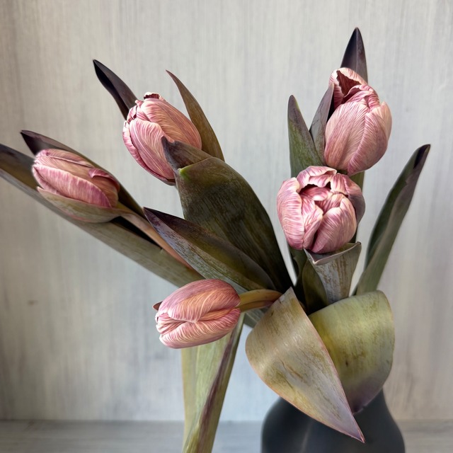 【今週のチューリップ　即出荷】　染めチューリップ(八重咲き) 　特別な新色　ブラウニー　5本