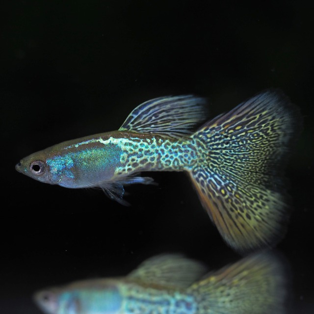 メタルイエローレース　1ペア＋おまけメス2匹