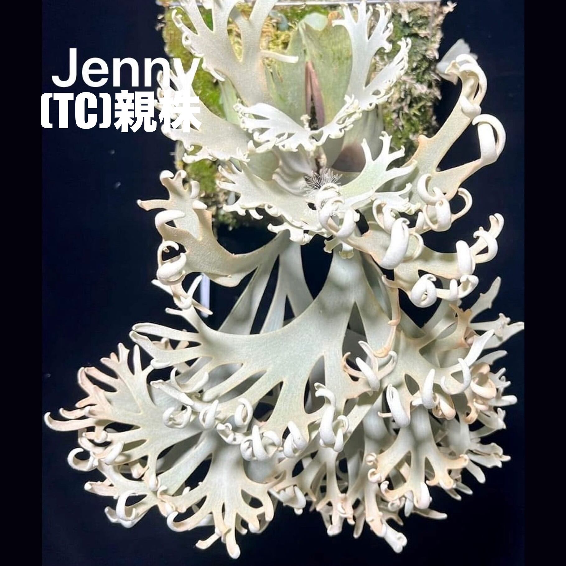 ビカクシダ ジェニー P. willinckii 'Jenny'【959】 | PROTOLEAF