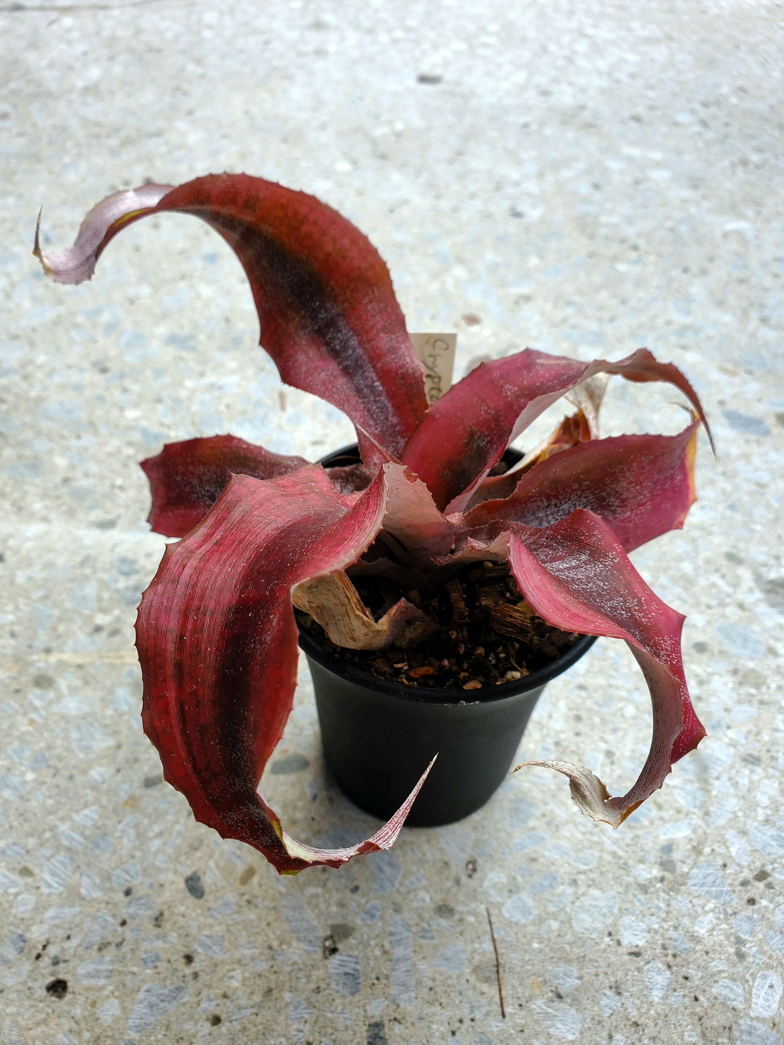 Cryptanthus Hyb Ann Collings 【artPLANTs】クリプタンサス