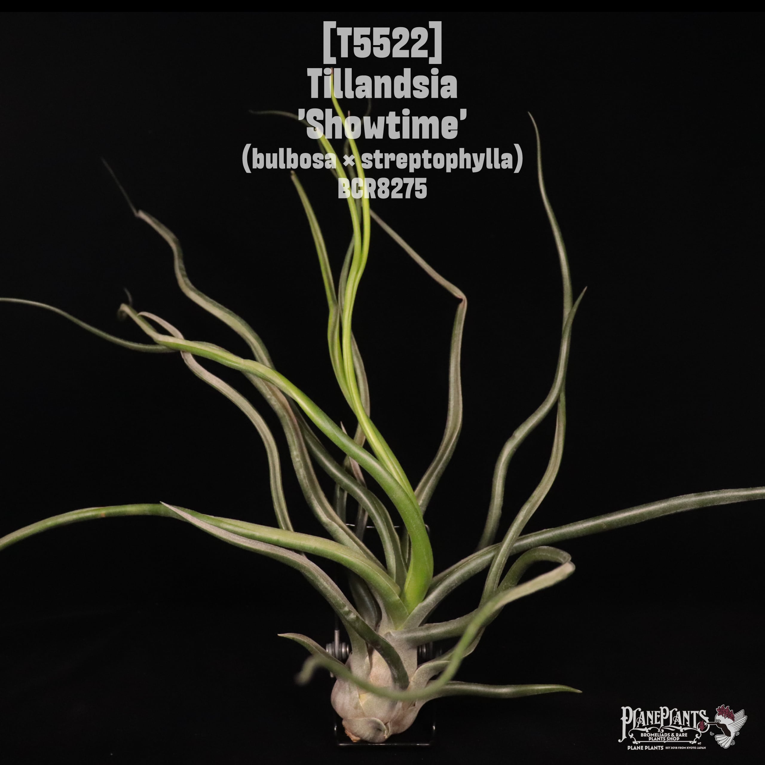 Hybrid / Variegated | plane plants